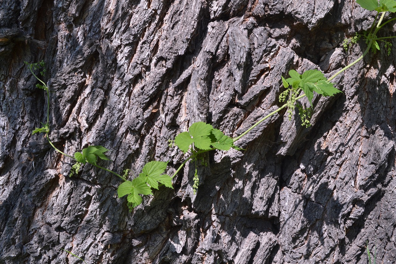 bark vjun tree free photo