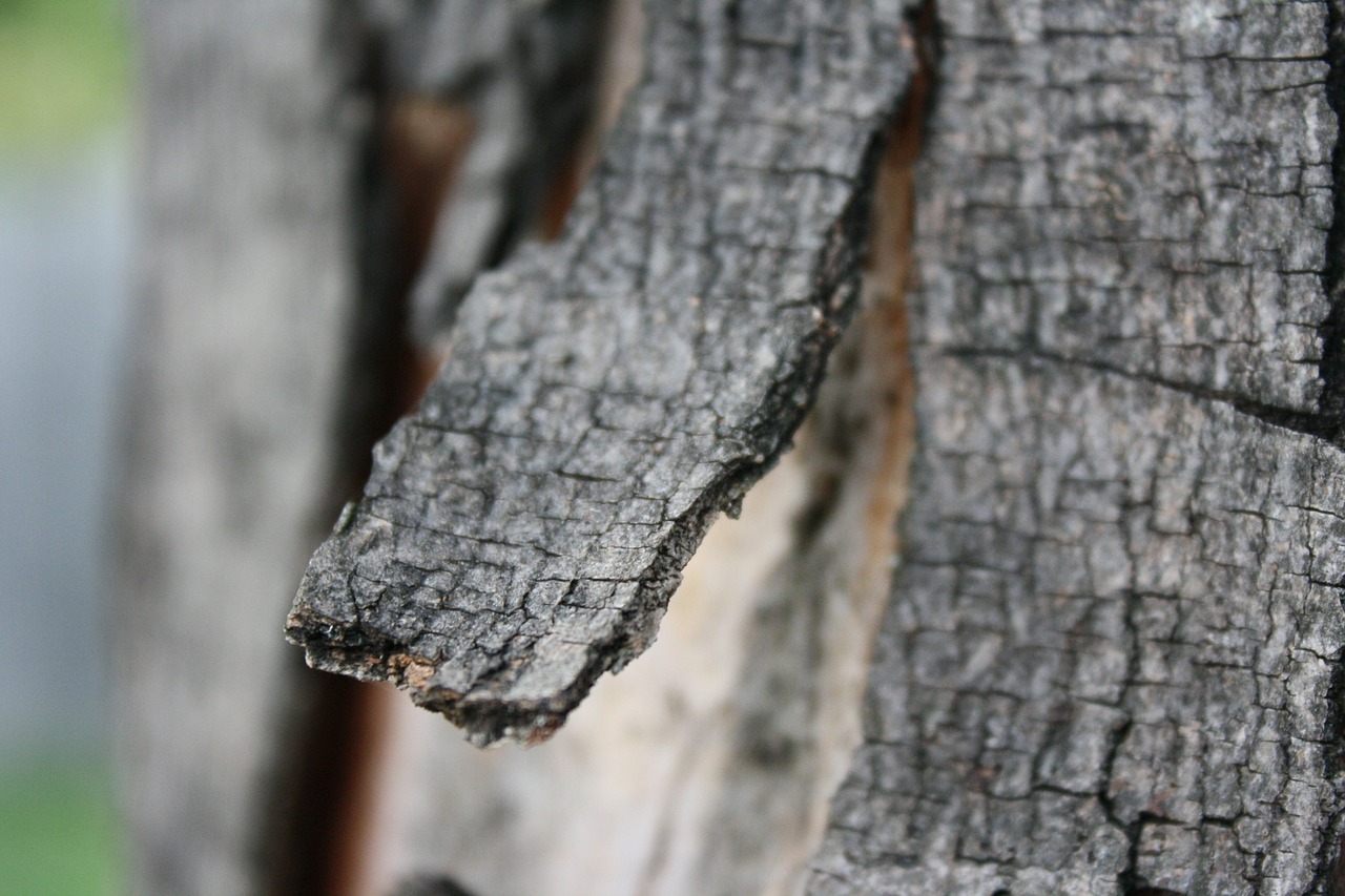 bark tree branch free photo