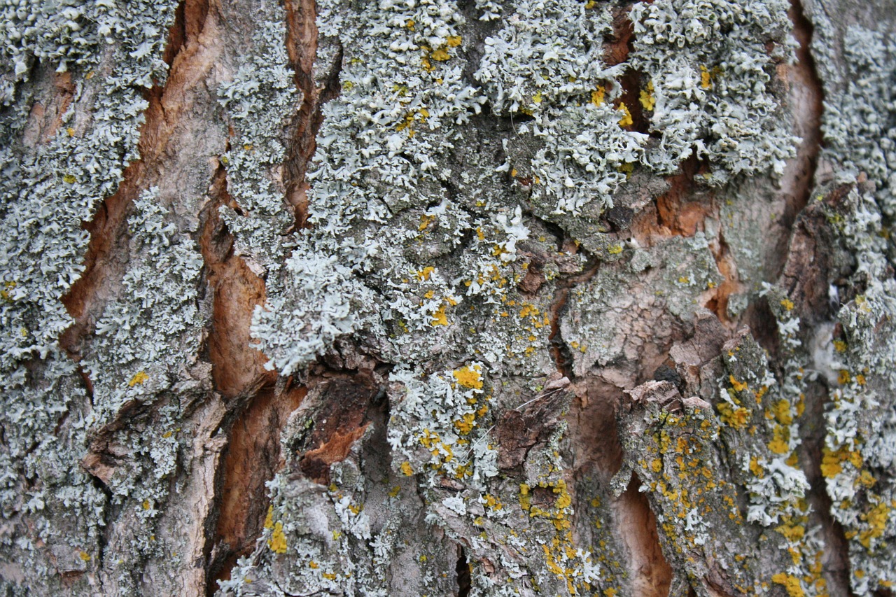 bark lichen nature free photo