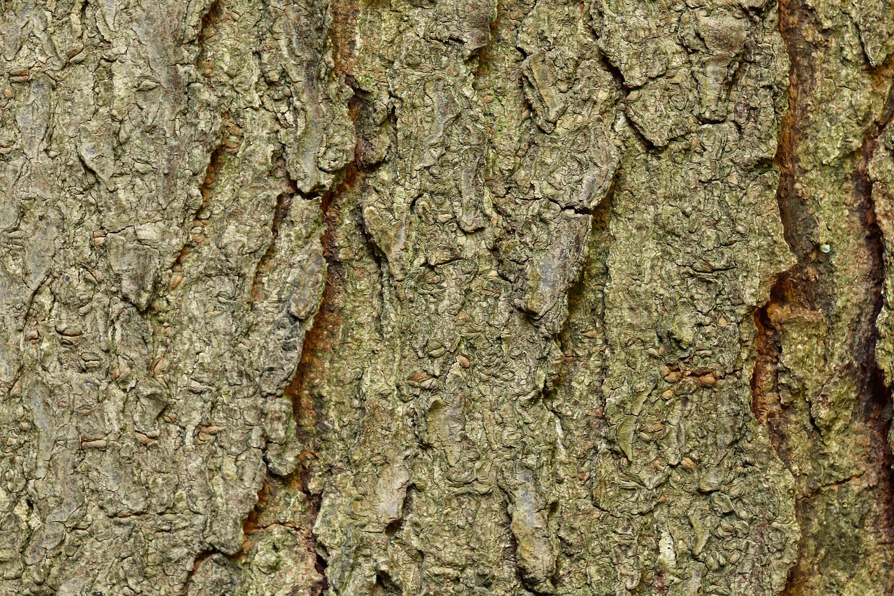 bark  tree bark  honey locust free photo