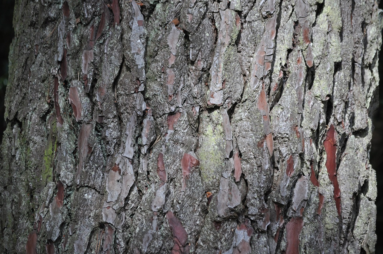 bark tree rough free photo