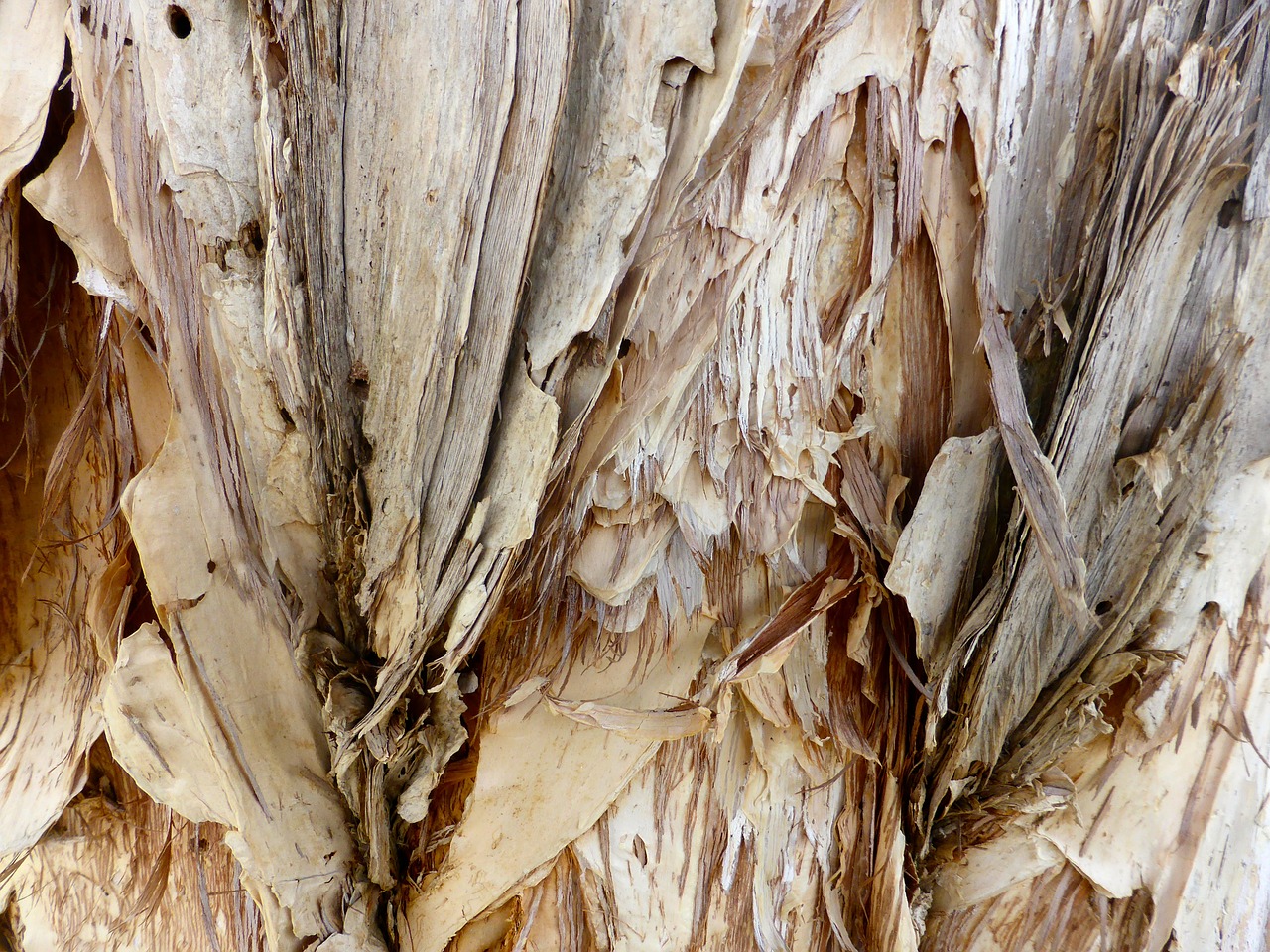 bark paper bark texture free photo