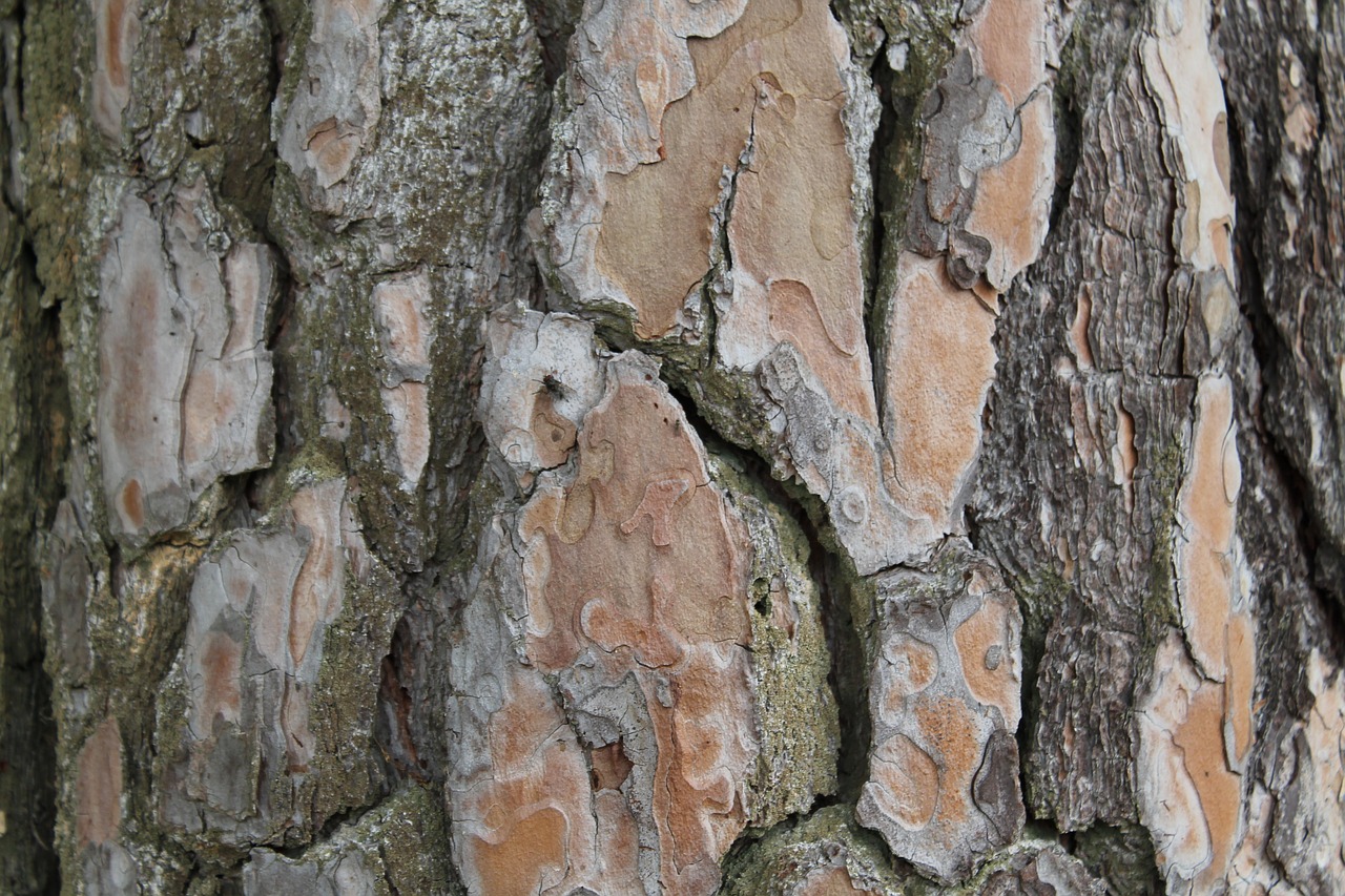 bark tree log free photo