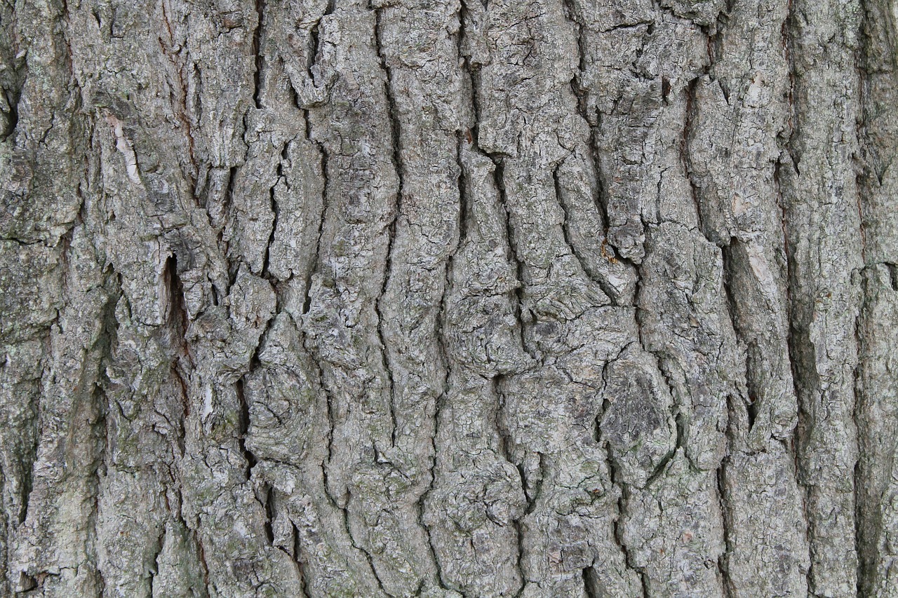 bark tree brown free photo