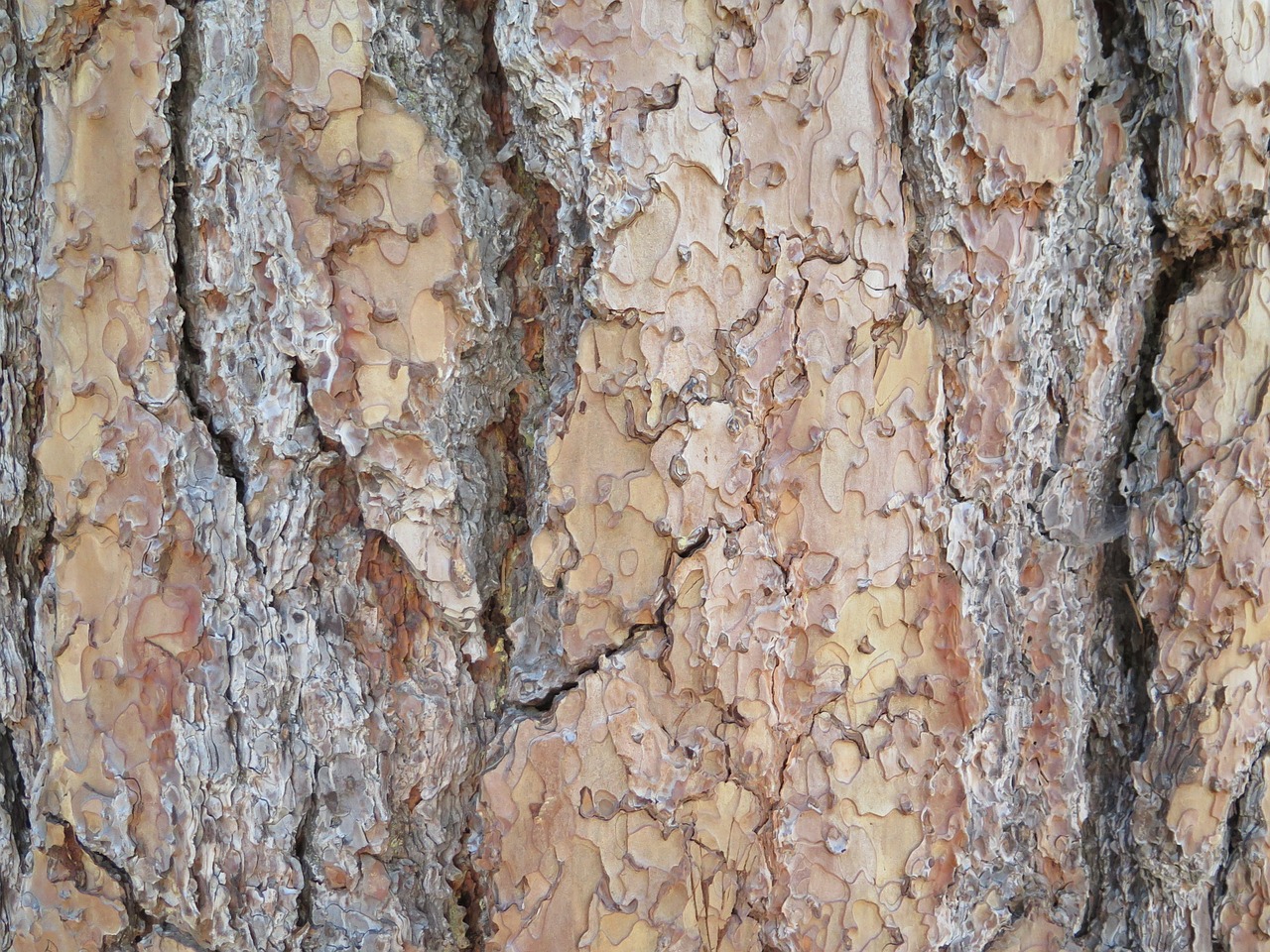 bark tree nature free photo