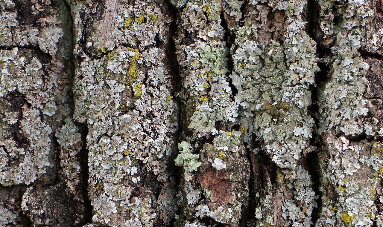 bark wood tree free photo