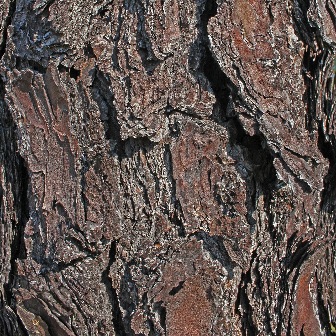 bark tree nature free photo