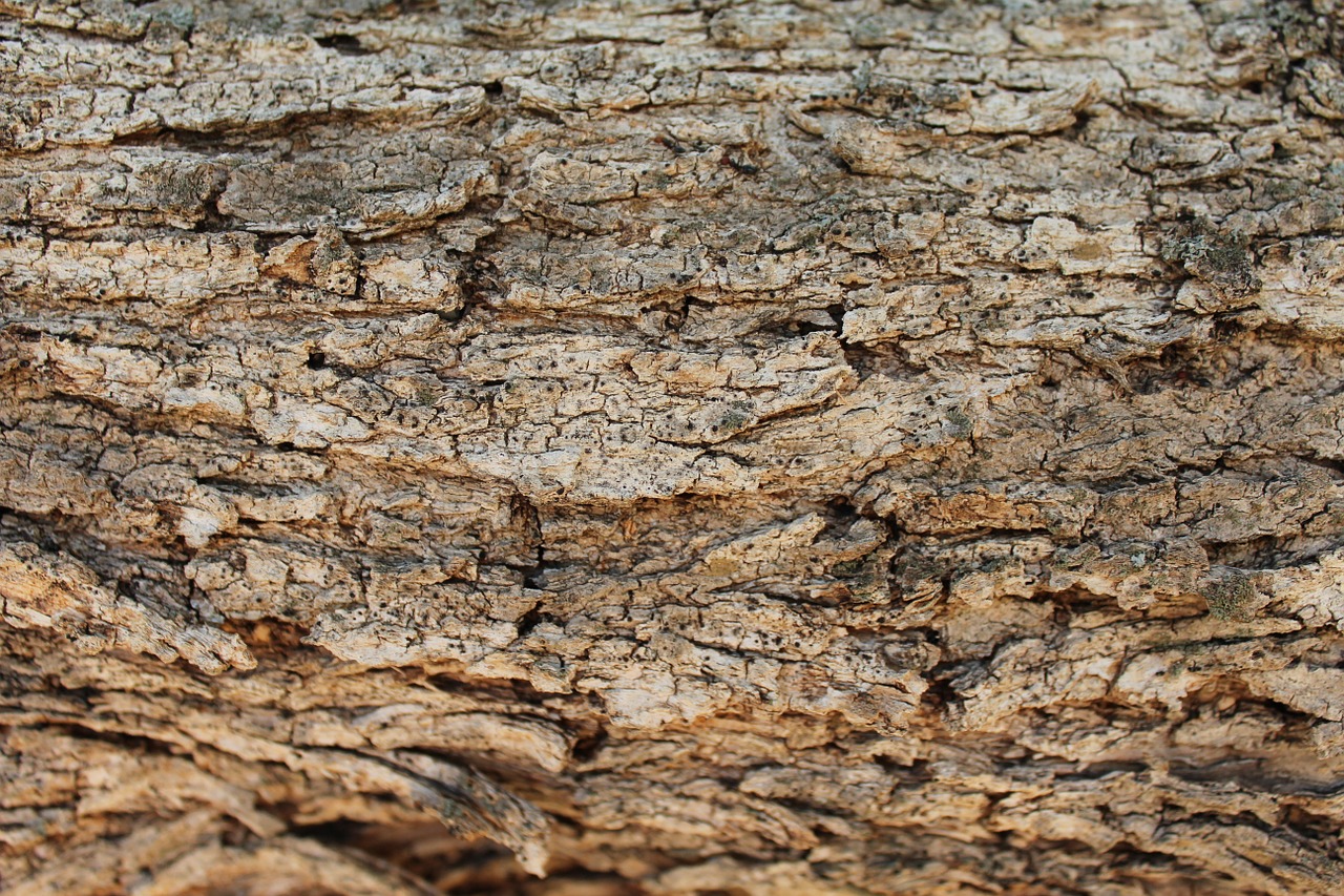 bark wood texture free photo