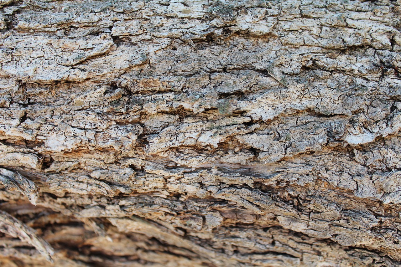 bark wood texture free photo