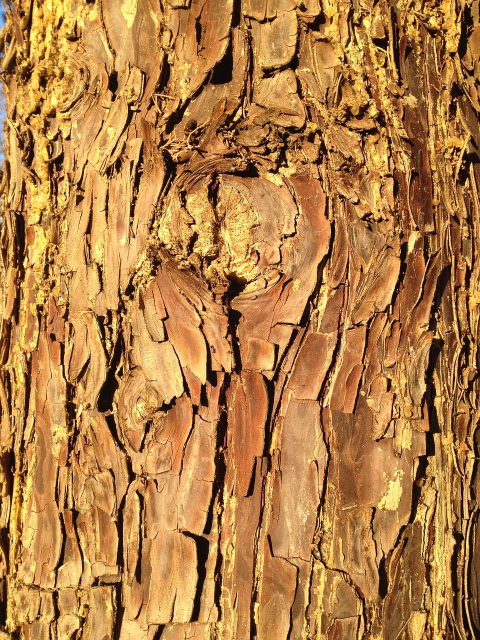 bark tree trunk wood free photo