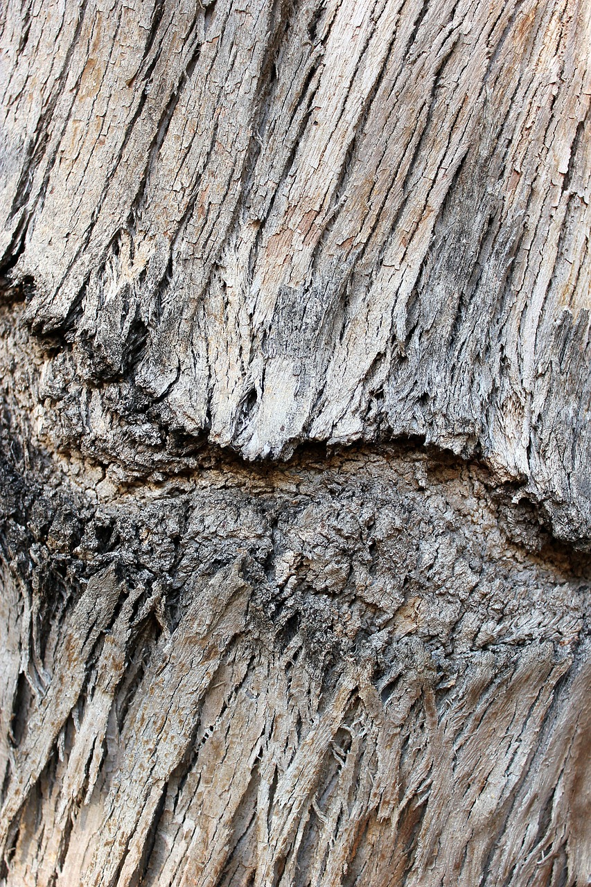 bark tree wood bark free photo