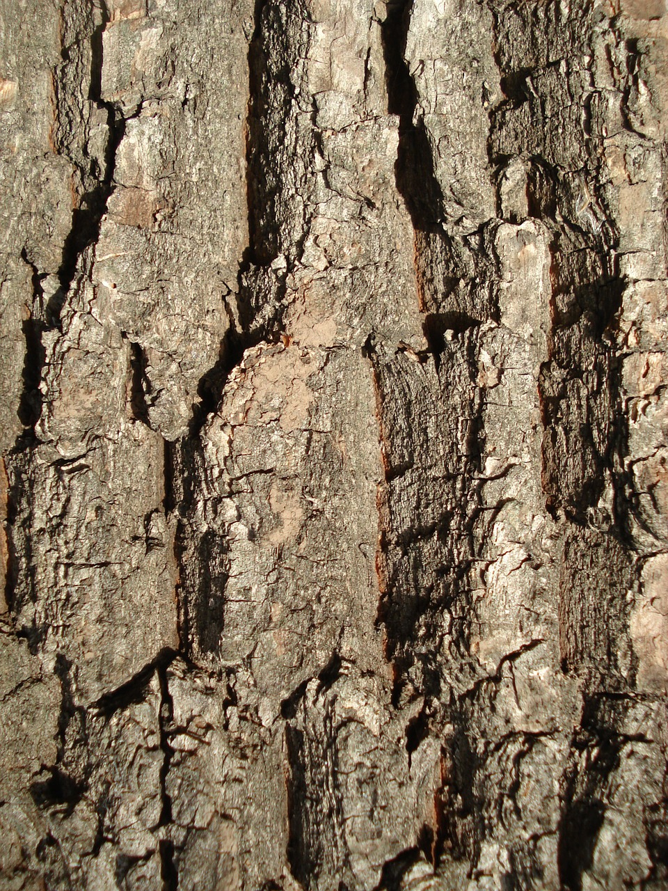 bark wood texture free photo