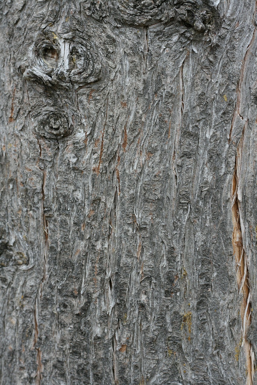 bark wood tree free photo