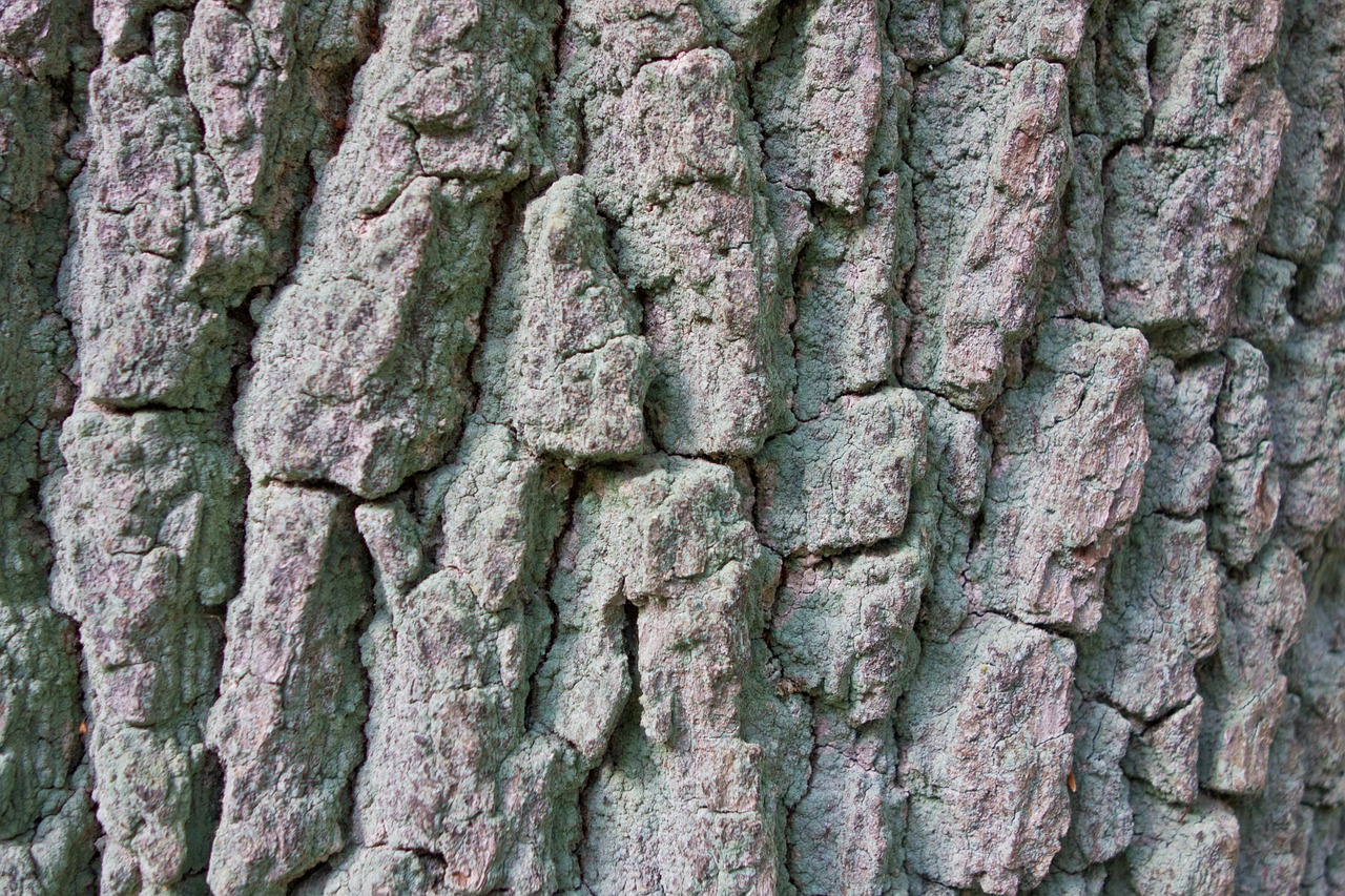 bark poplar tree free photo