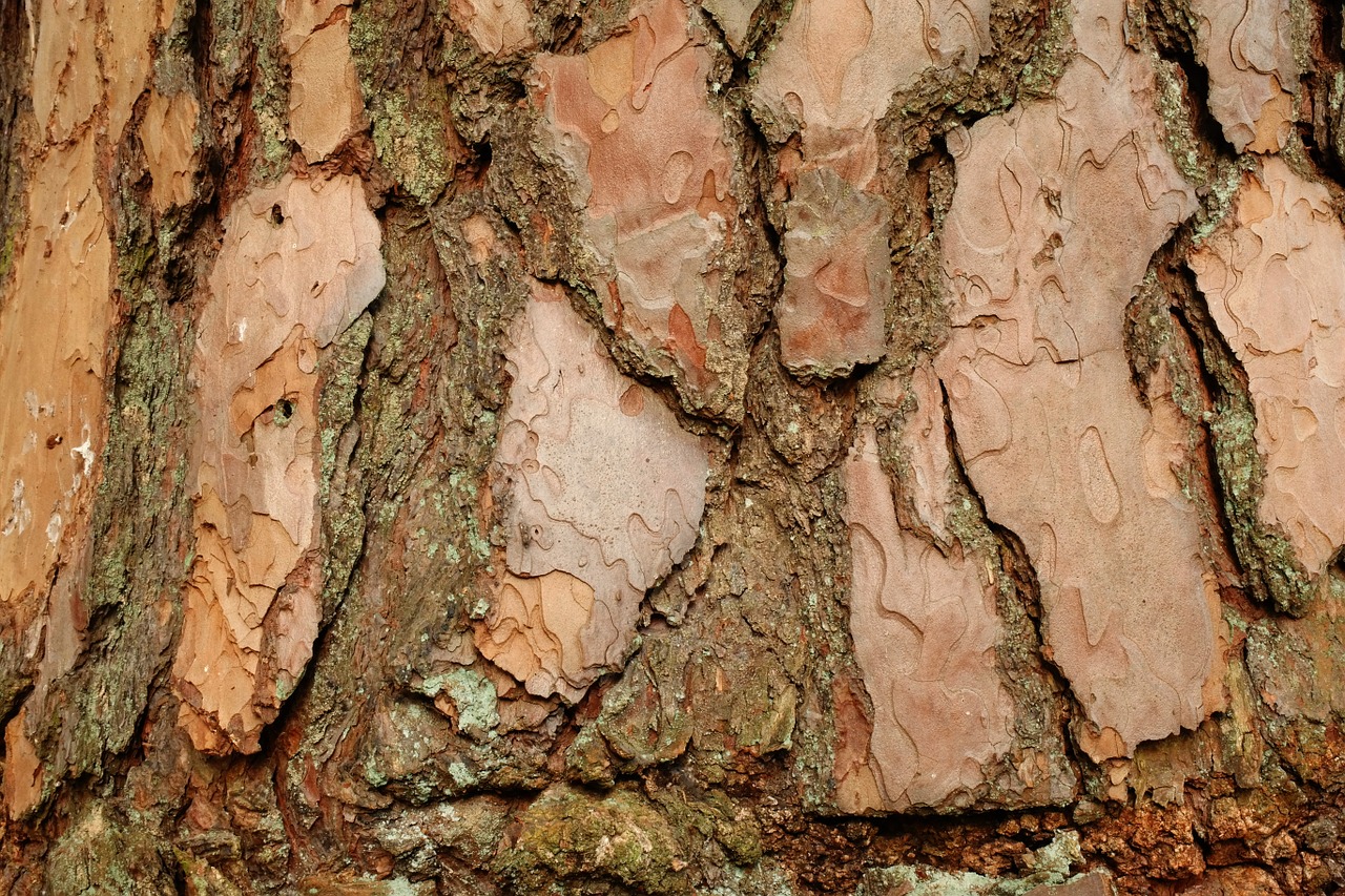 bark pine background free photo