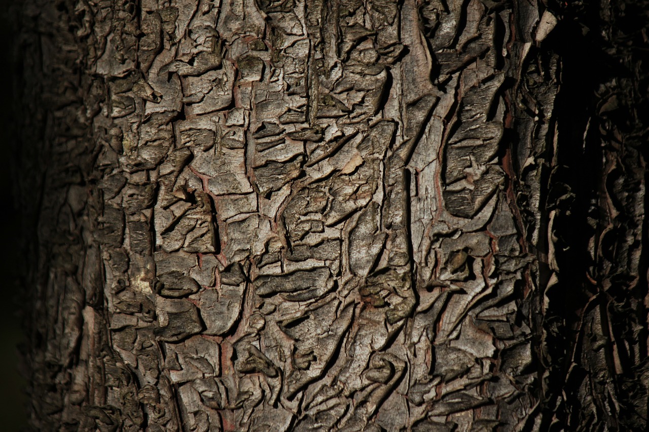 bark tree texture free photo