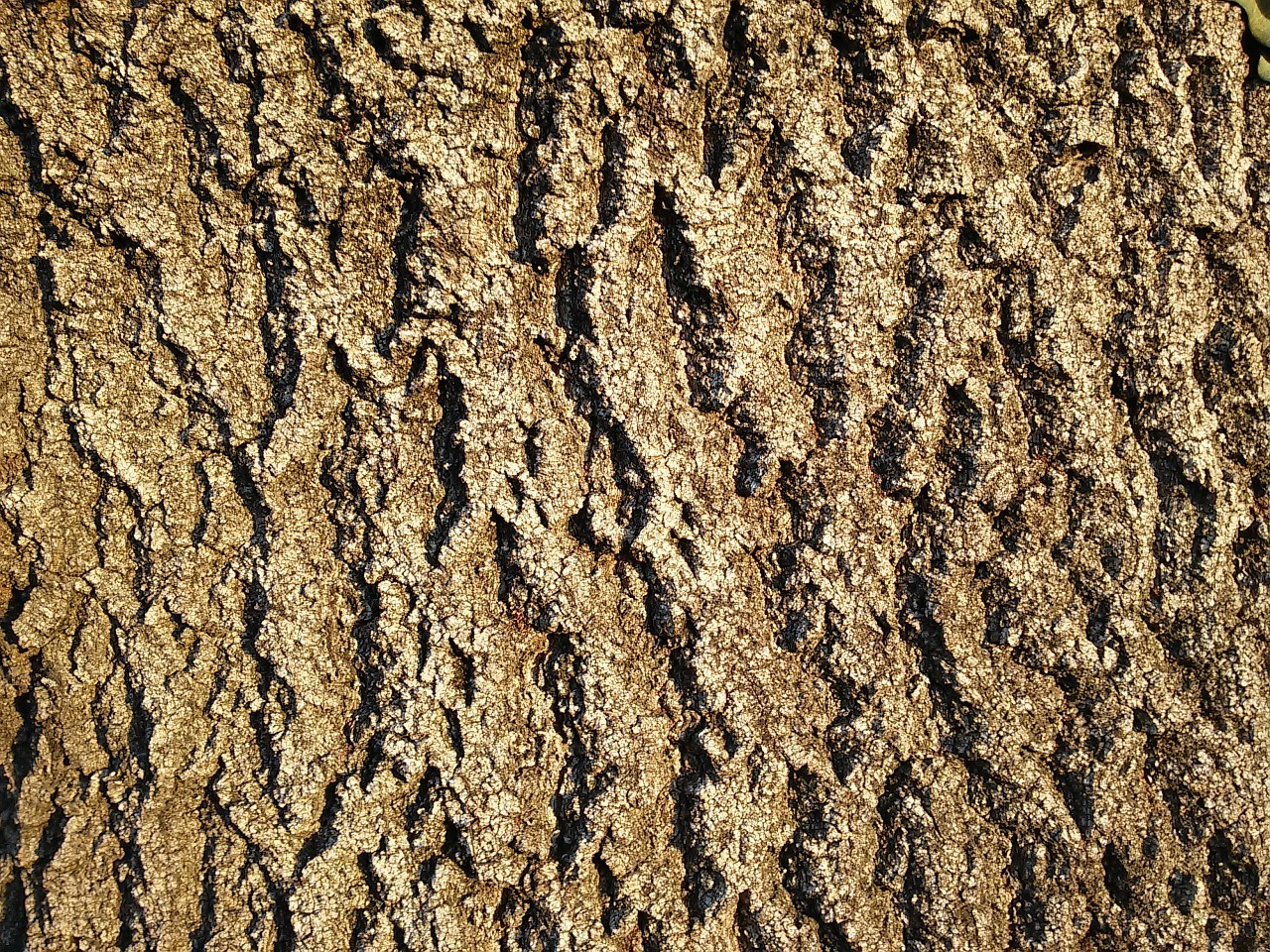 bark ash ridge free photo