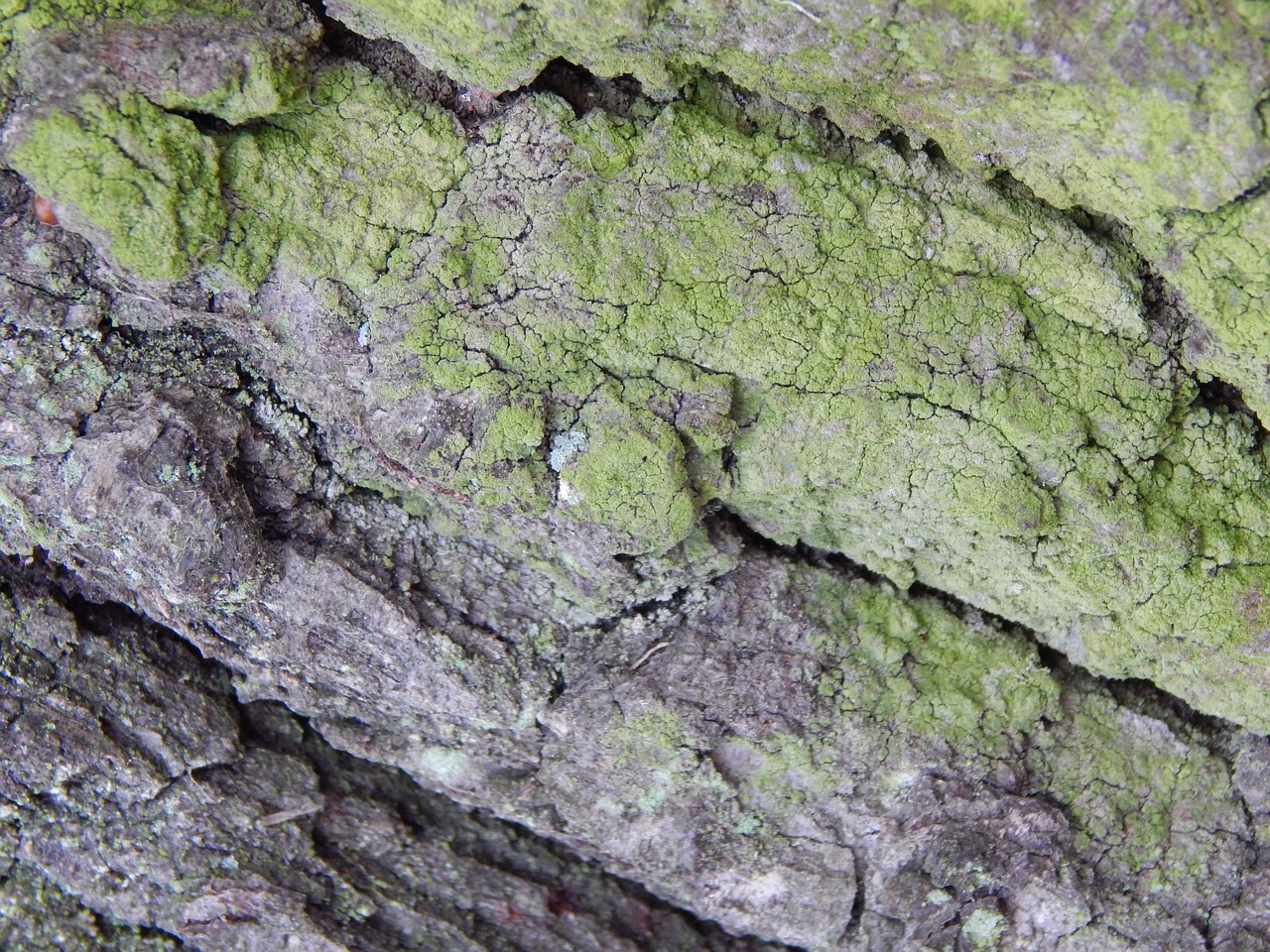 bark tree moss free photo