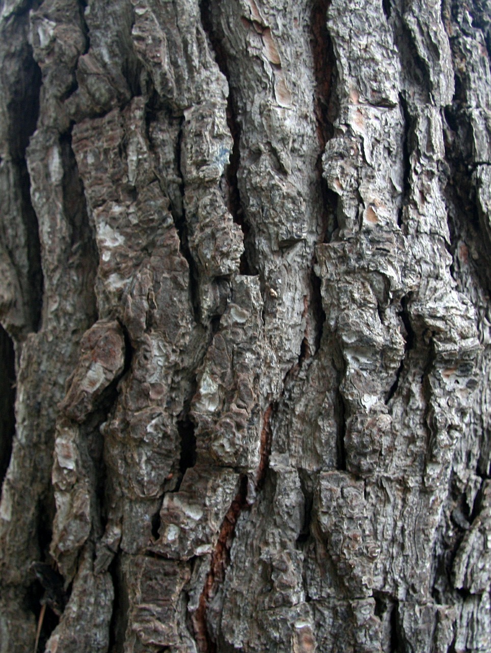 bark pine texture free photo