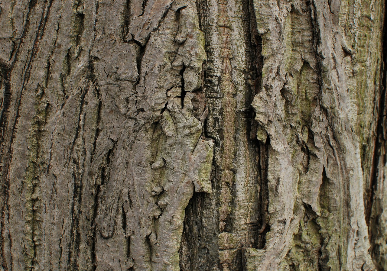 bark wood tree free photo