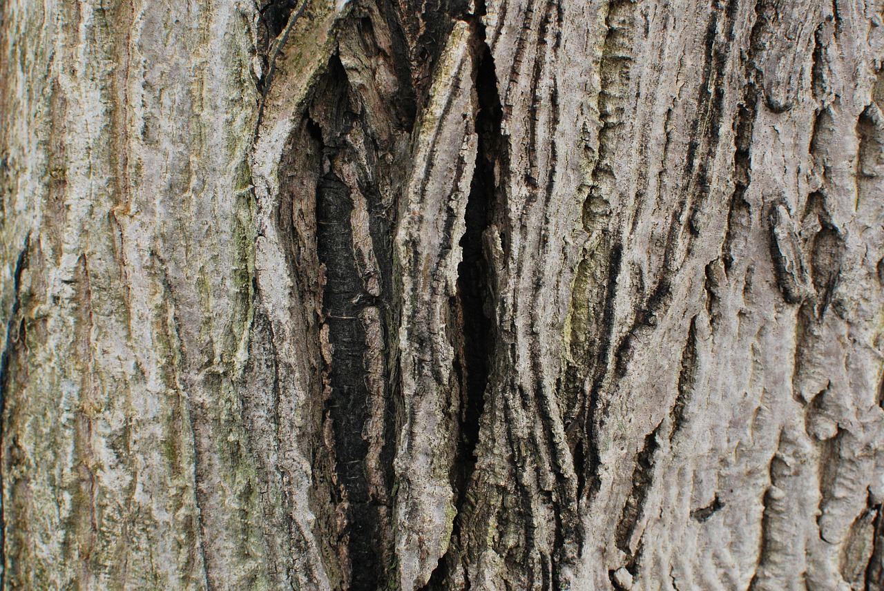 bark wood tree free photo