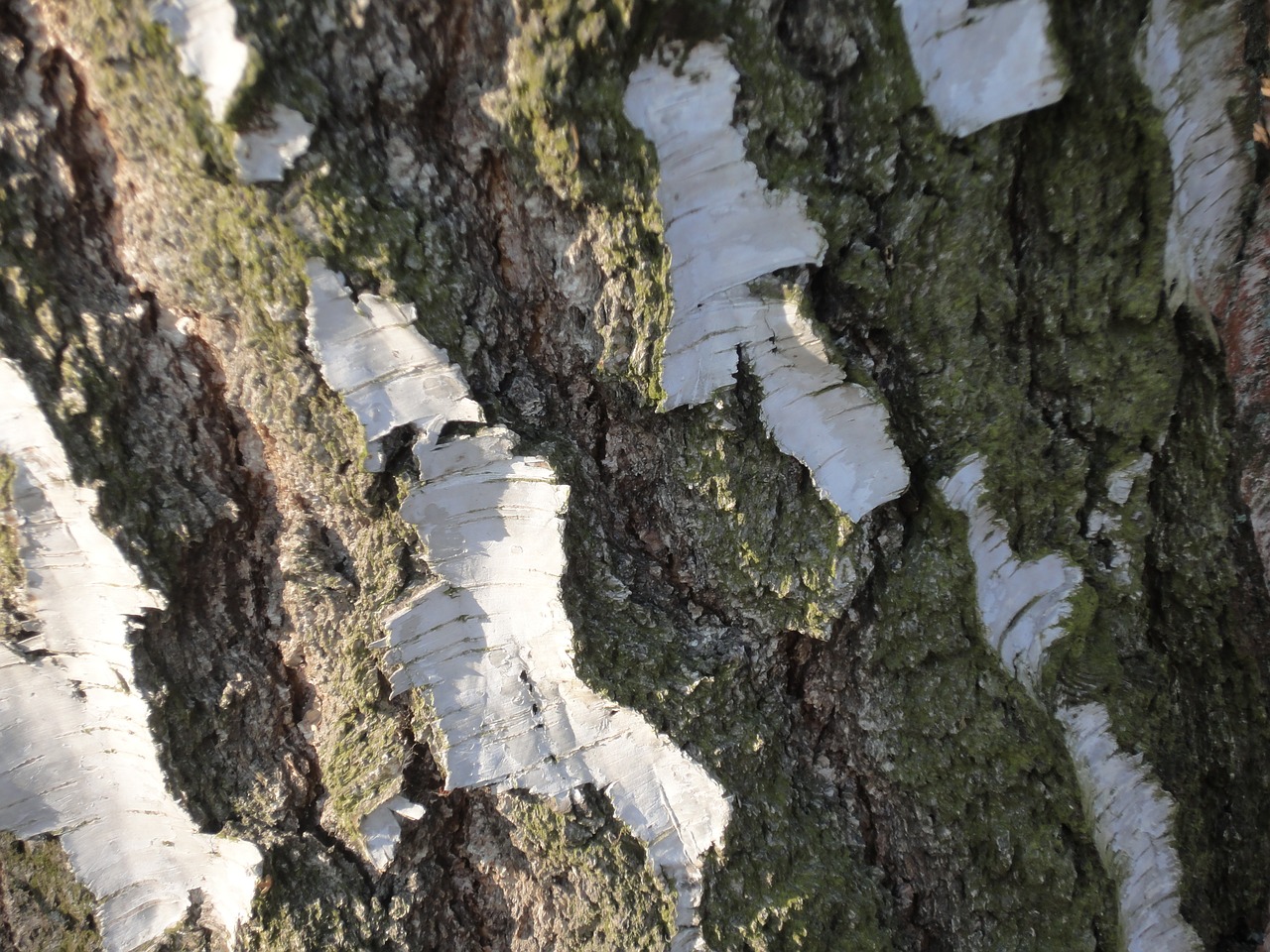 bark birch nature free photo