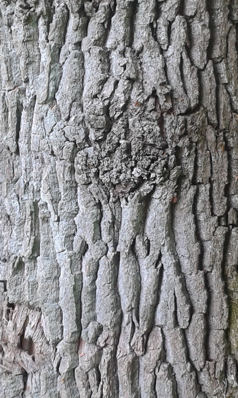 bark tree log free photo