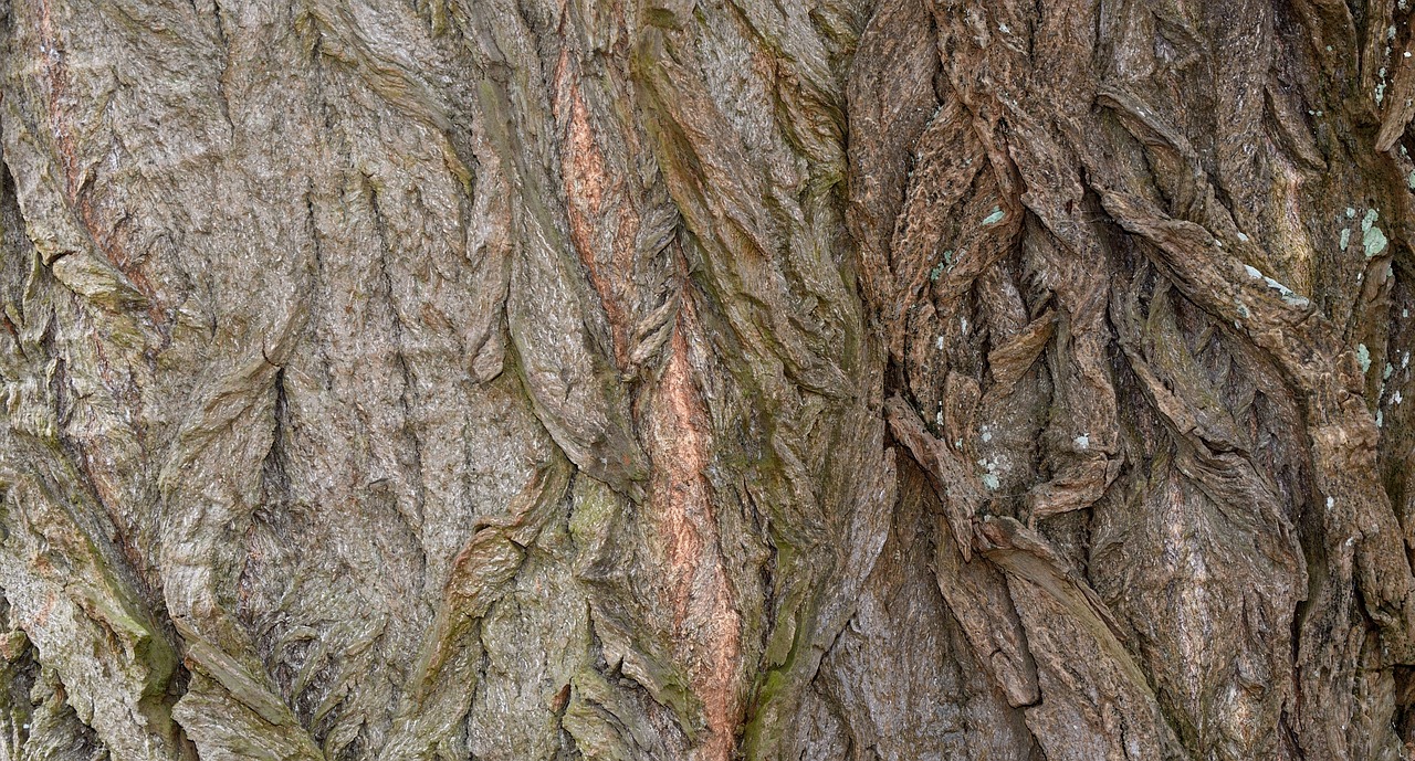 bark tree tree bark free photo