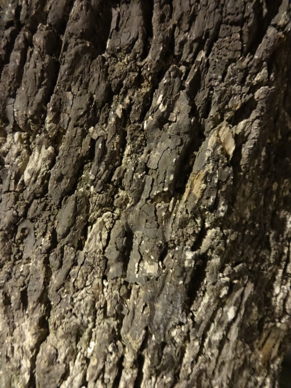 bark wood tree free photo