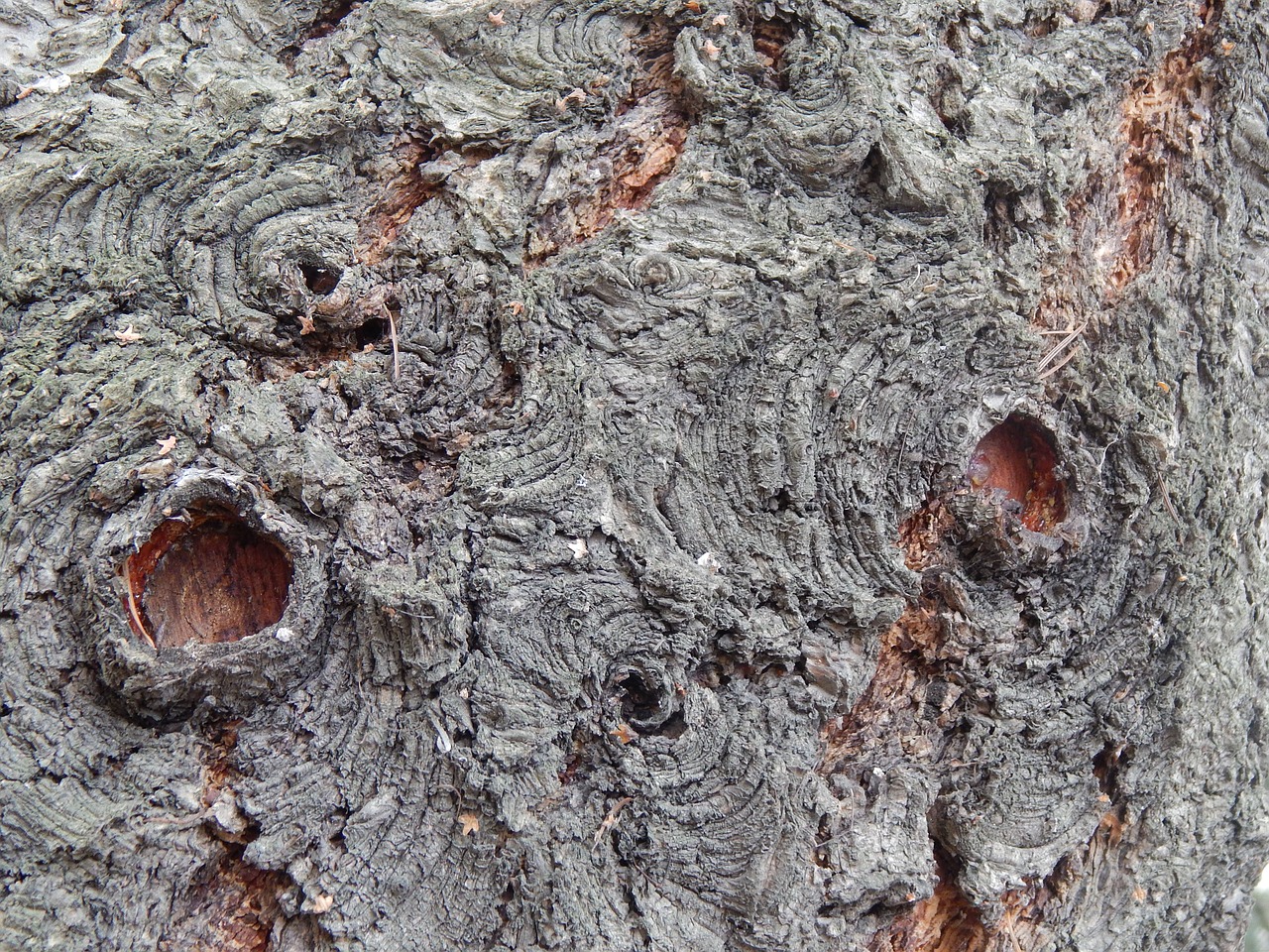 bark holes tree free photo