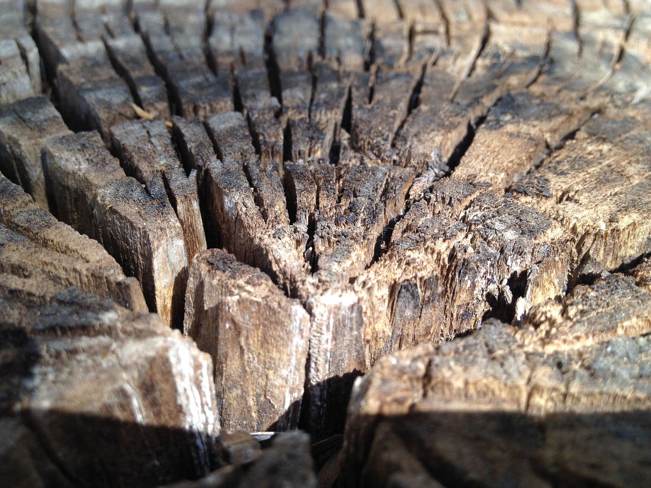bark trunk texture free photo