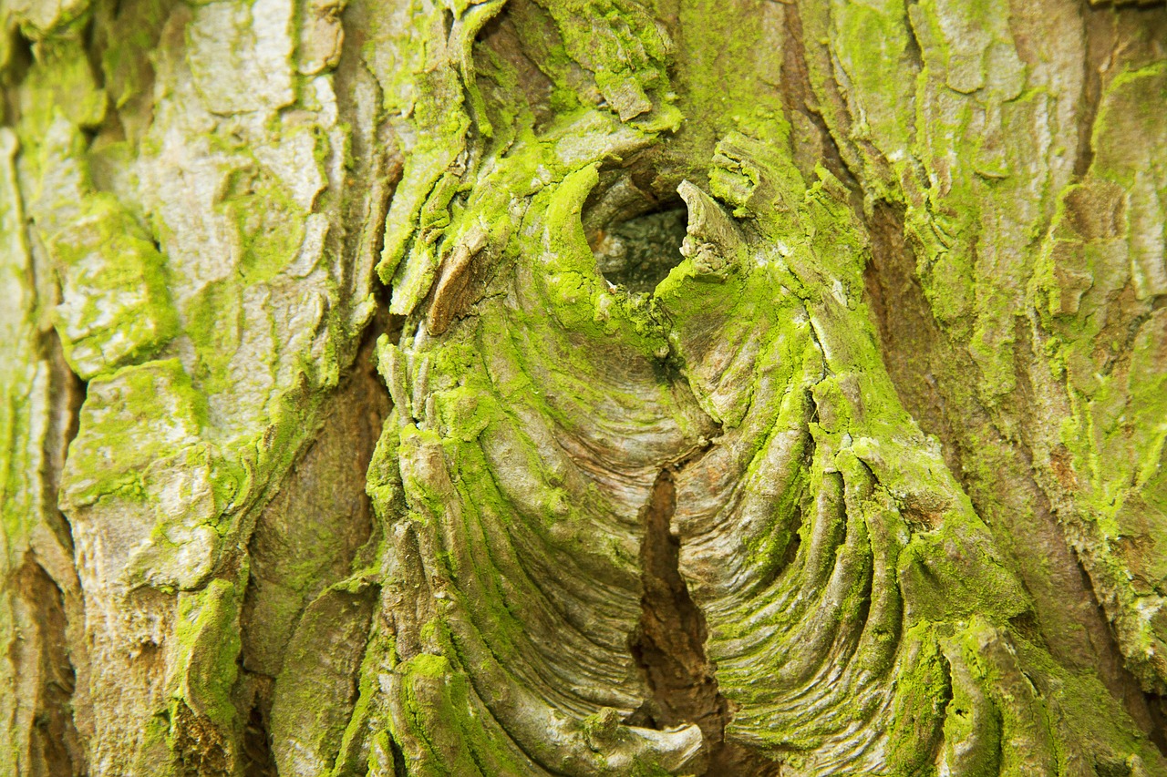 bark layer tree free photo