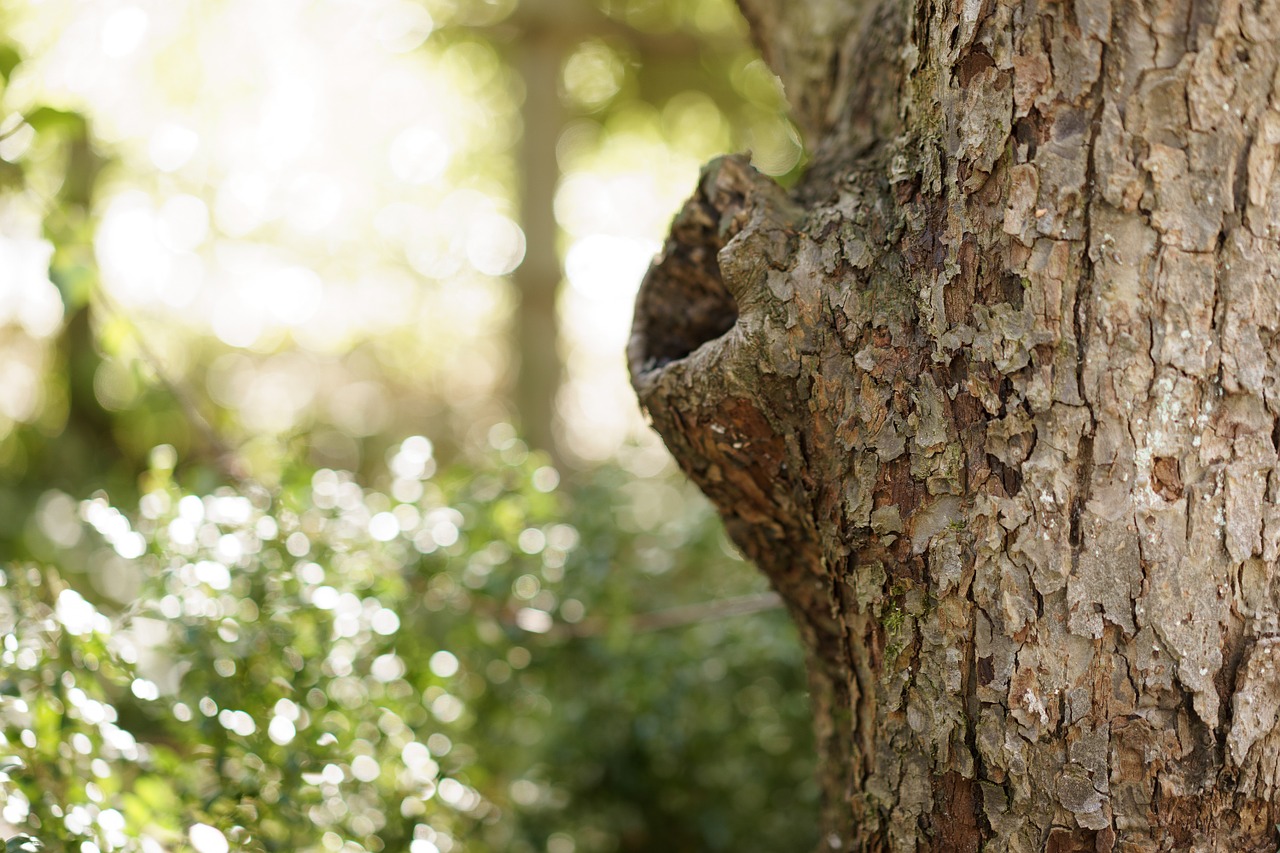 bark tree nature free photo