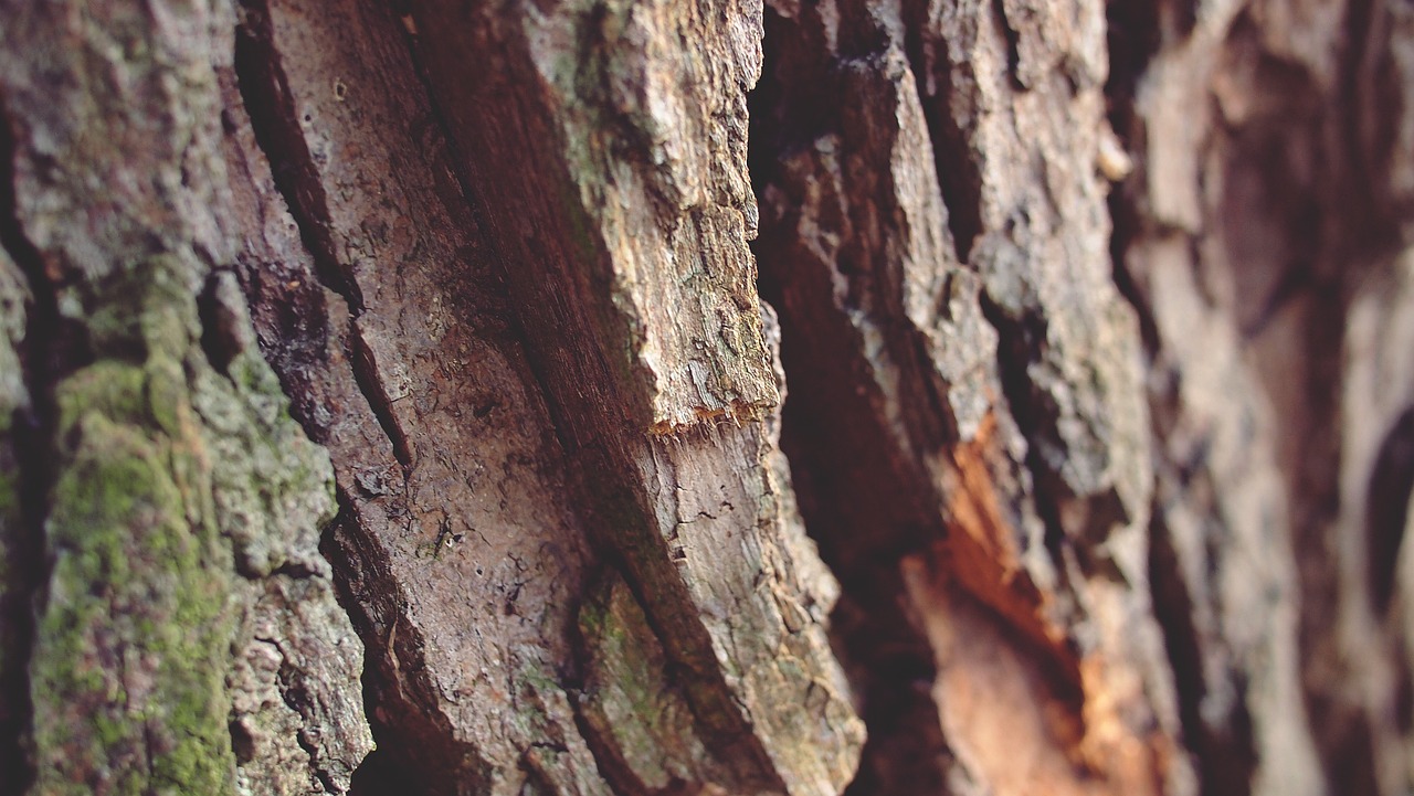 bark tree wood free photo