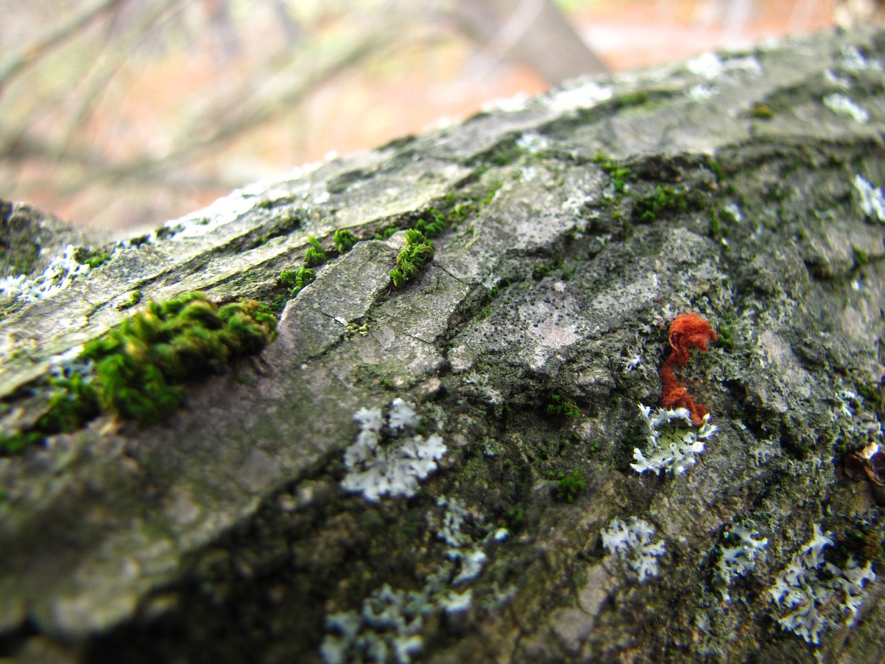 bark mushroom moss free photo