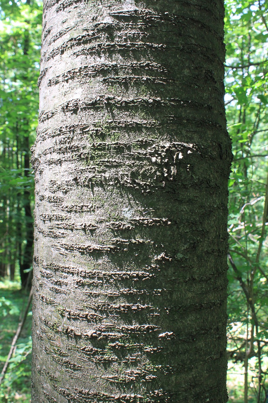 bark cherry trees free photo