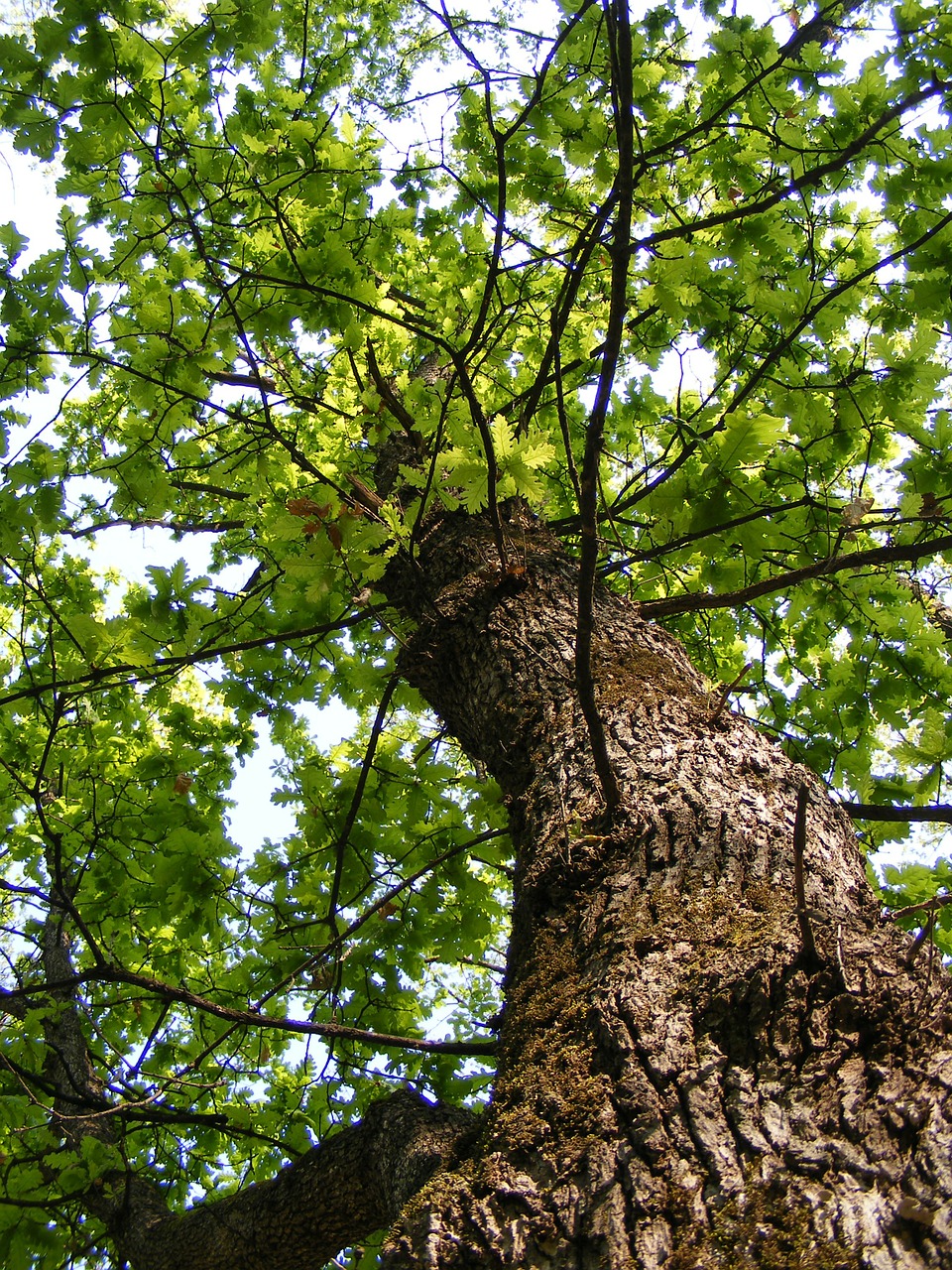 bark forest green free photo