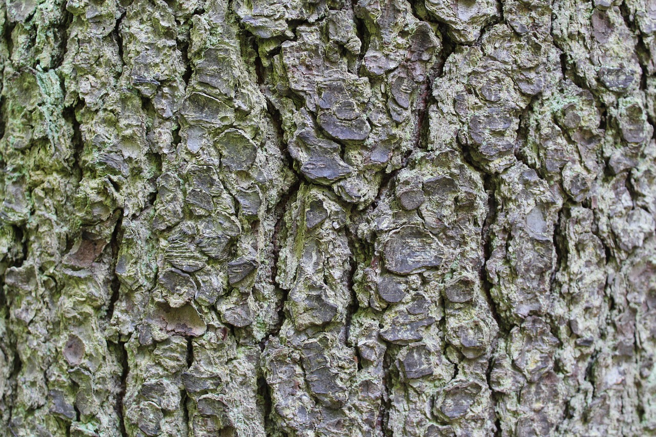 bark tree forest free photo