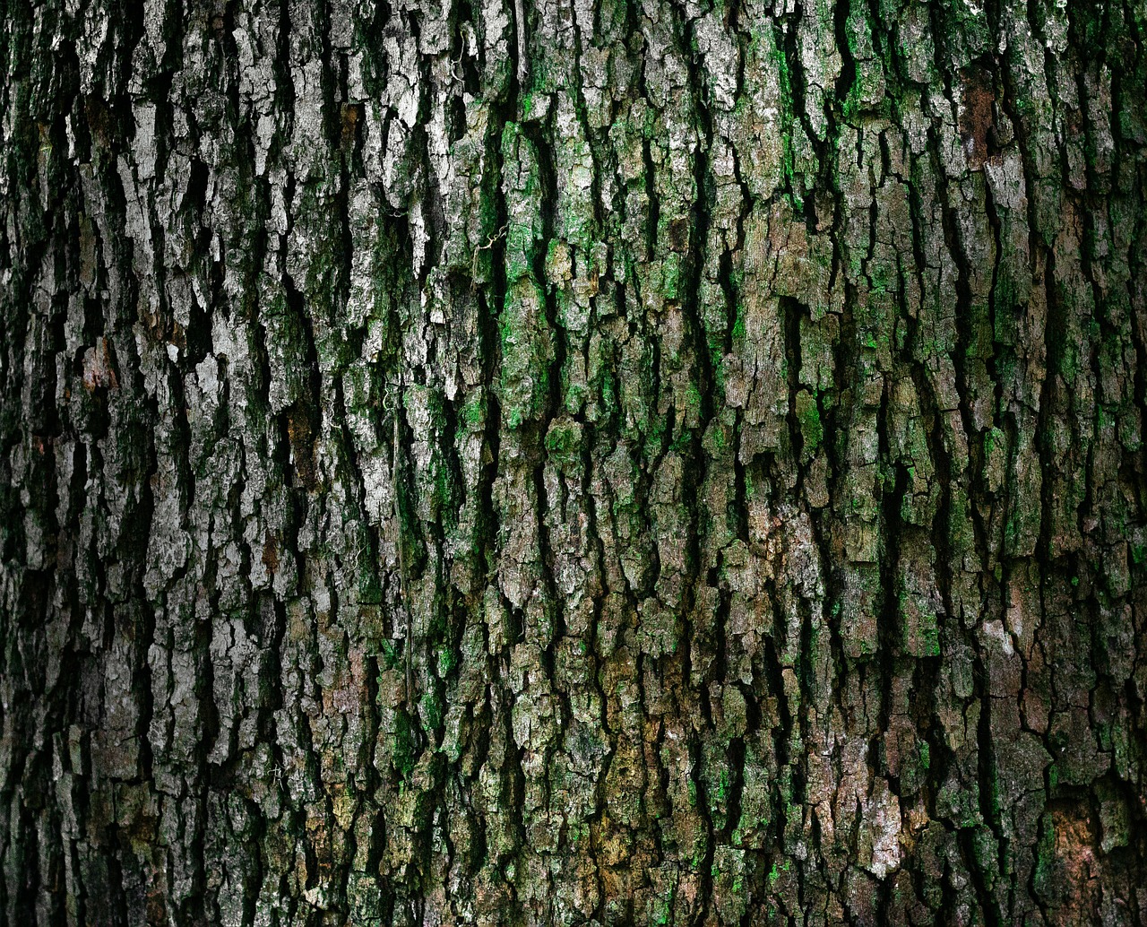 bark trunk pattern free photo