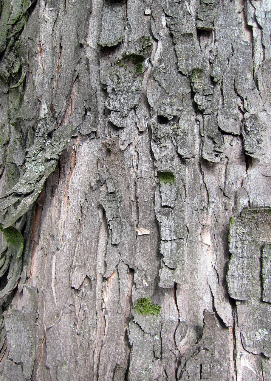 bark texture background free photo