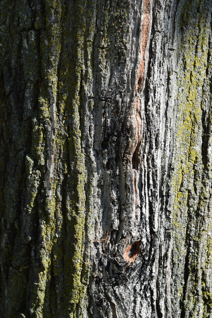 bark tree nature free photo