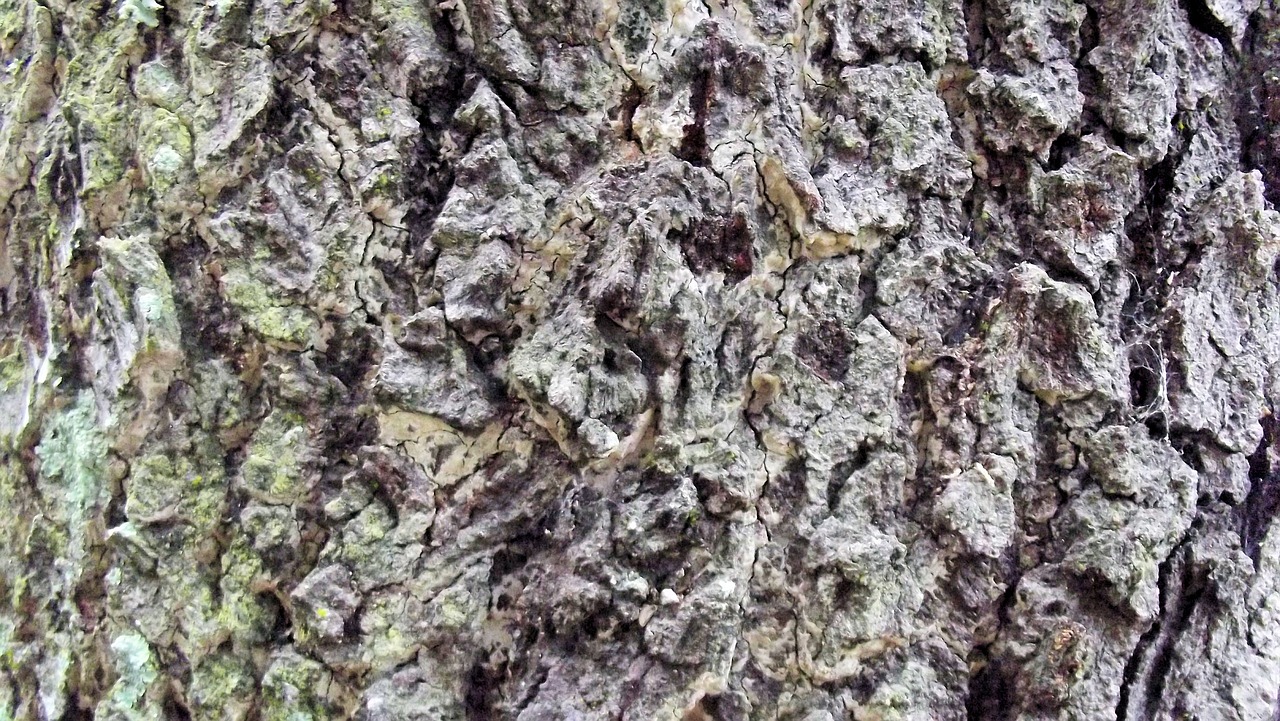 bark tree nature free photo