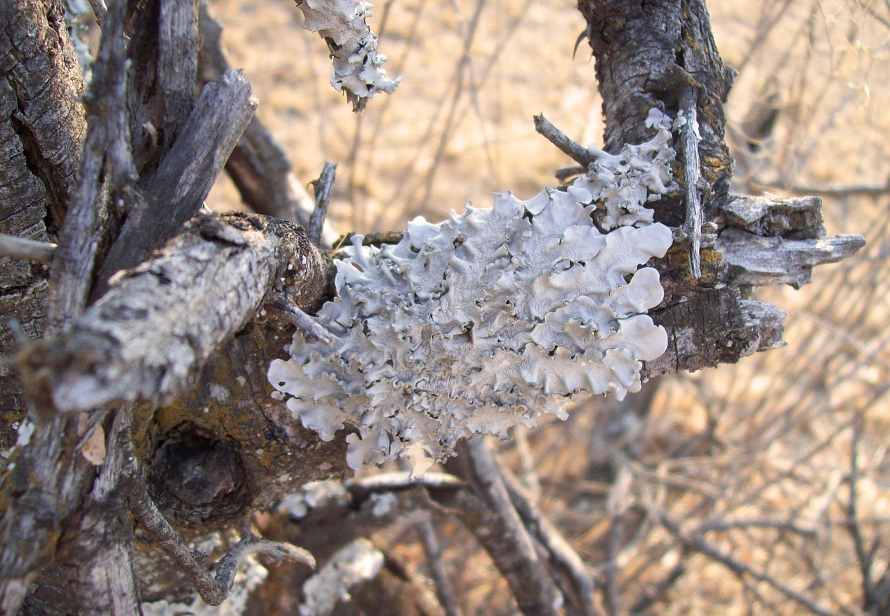 bark fungus nature free photo