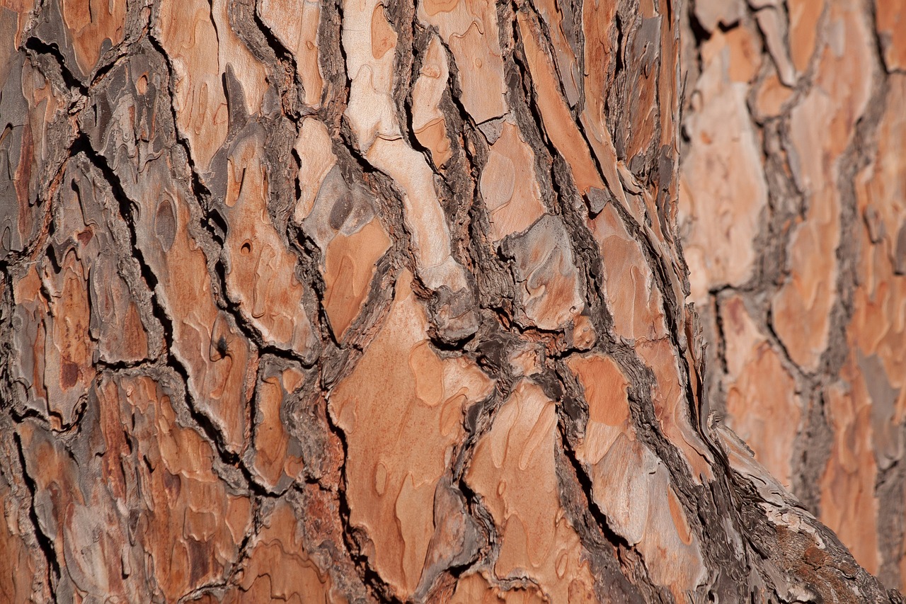 bark tree pine free photo