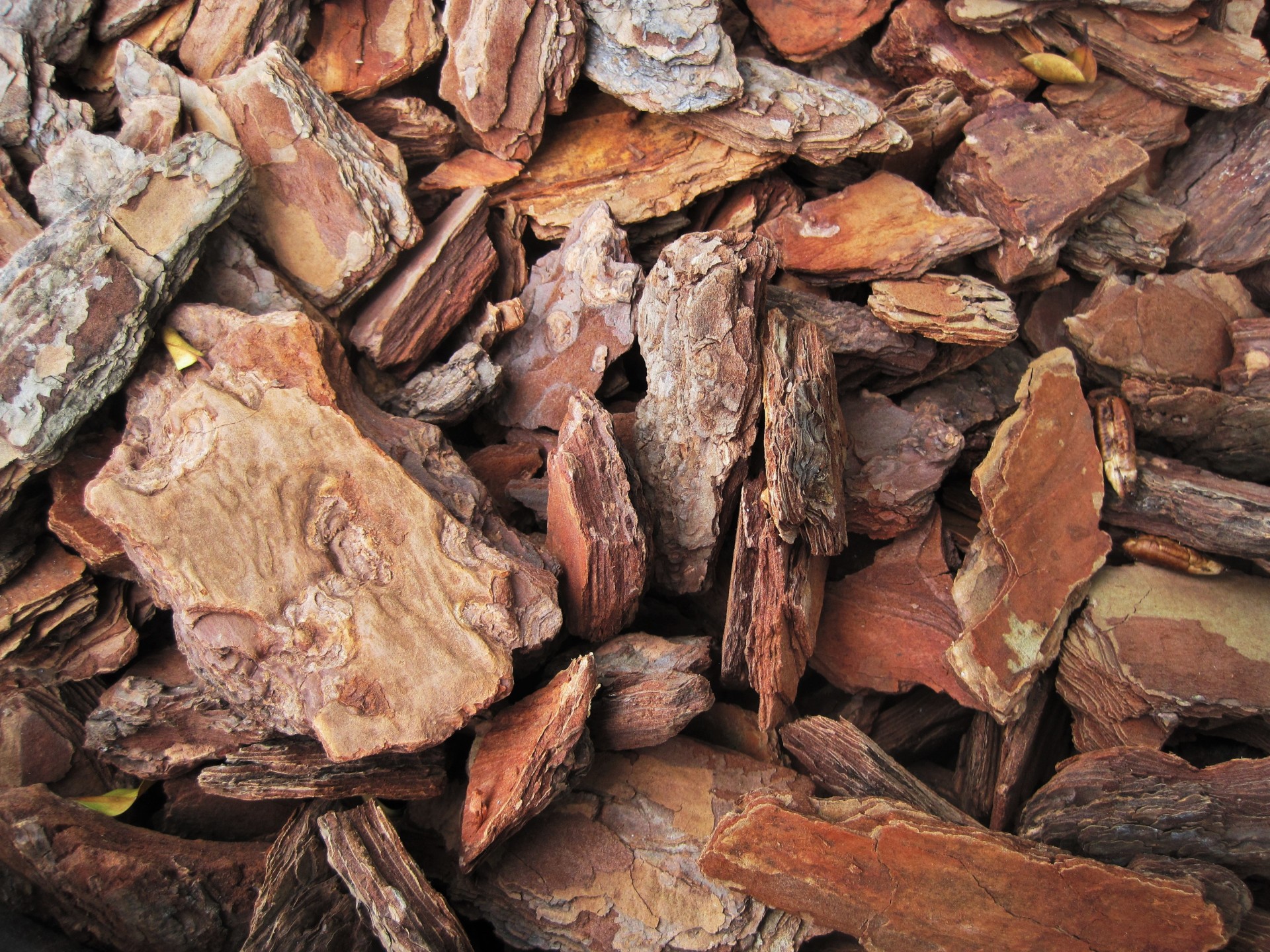 chips bark rough free photo