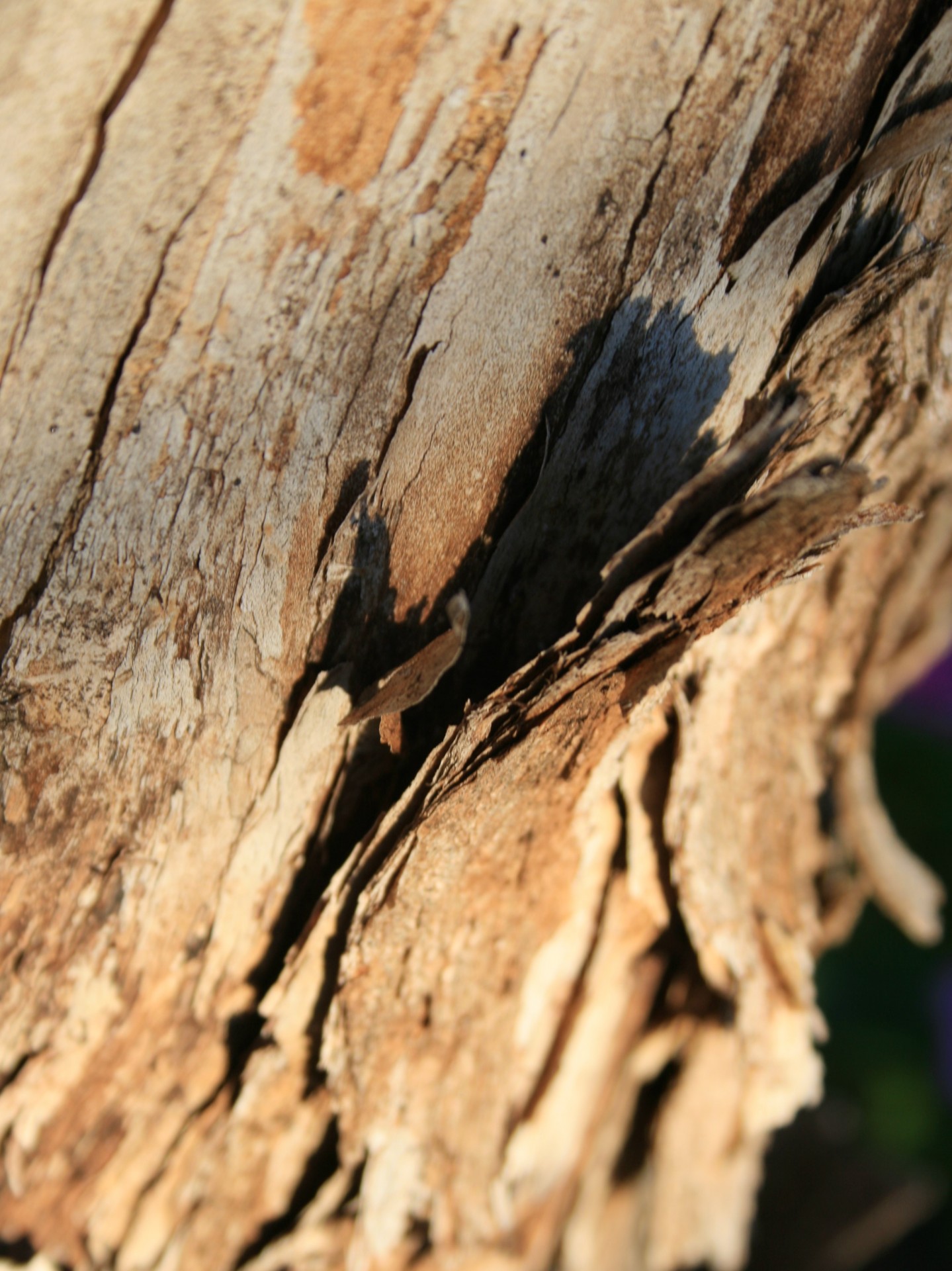trunk bark flaking free photo