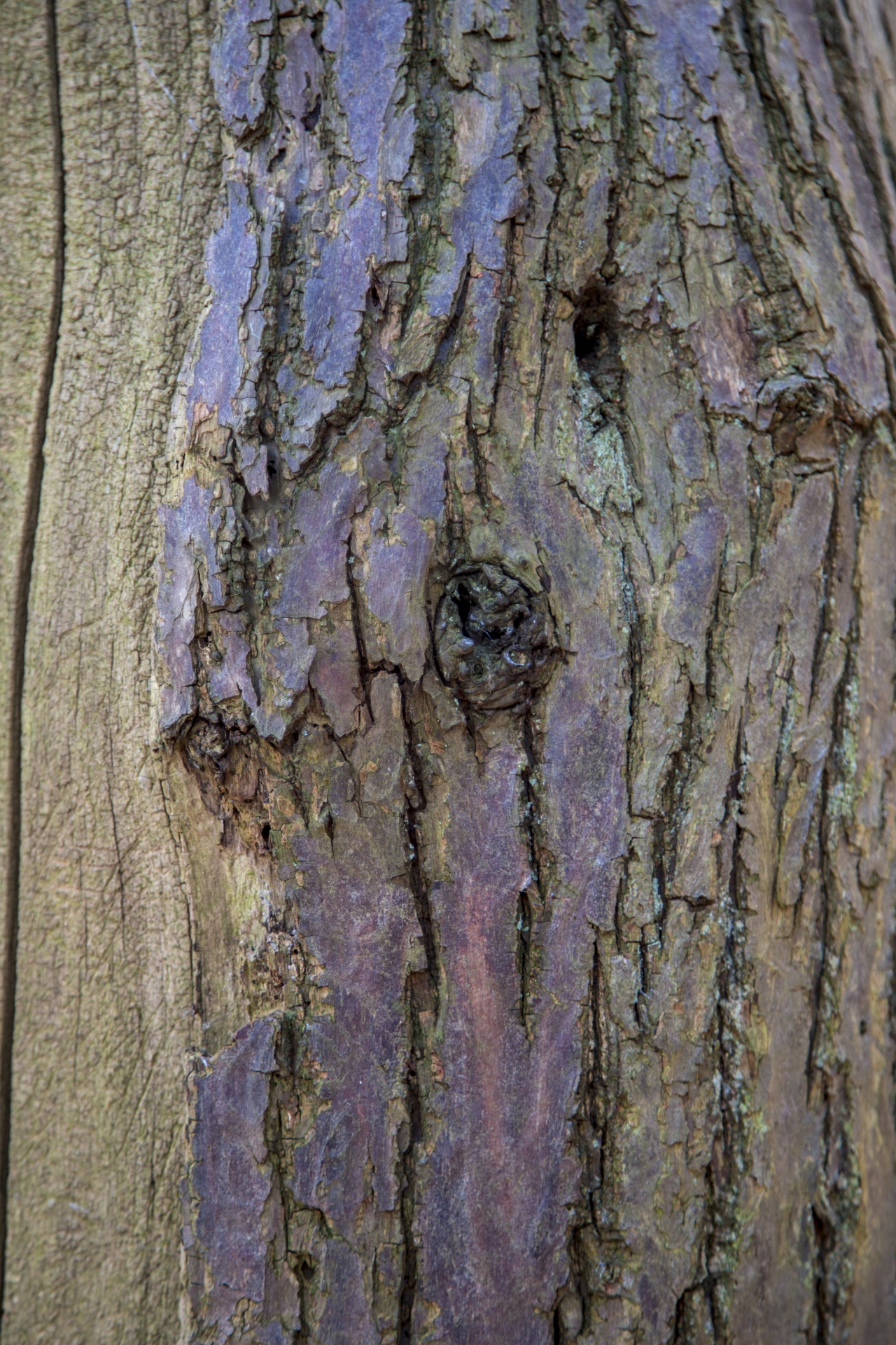 plant bark textured textured effect free photo