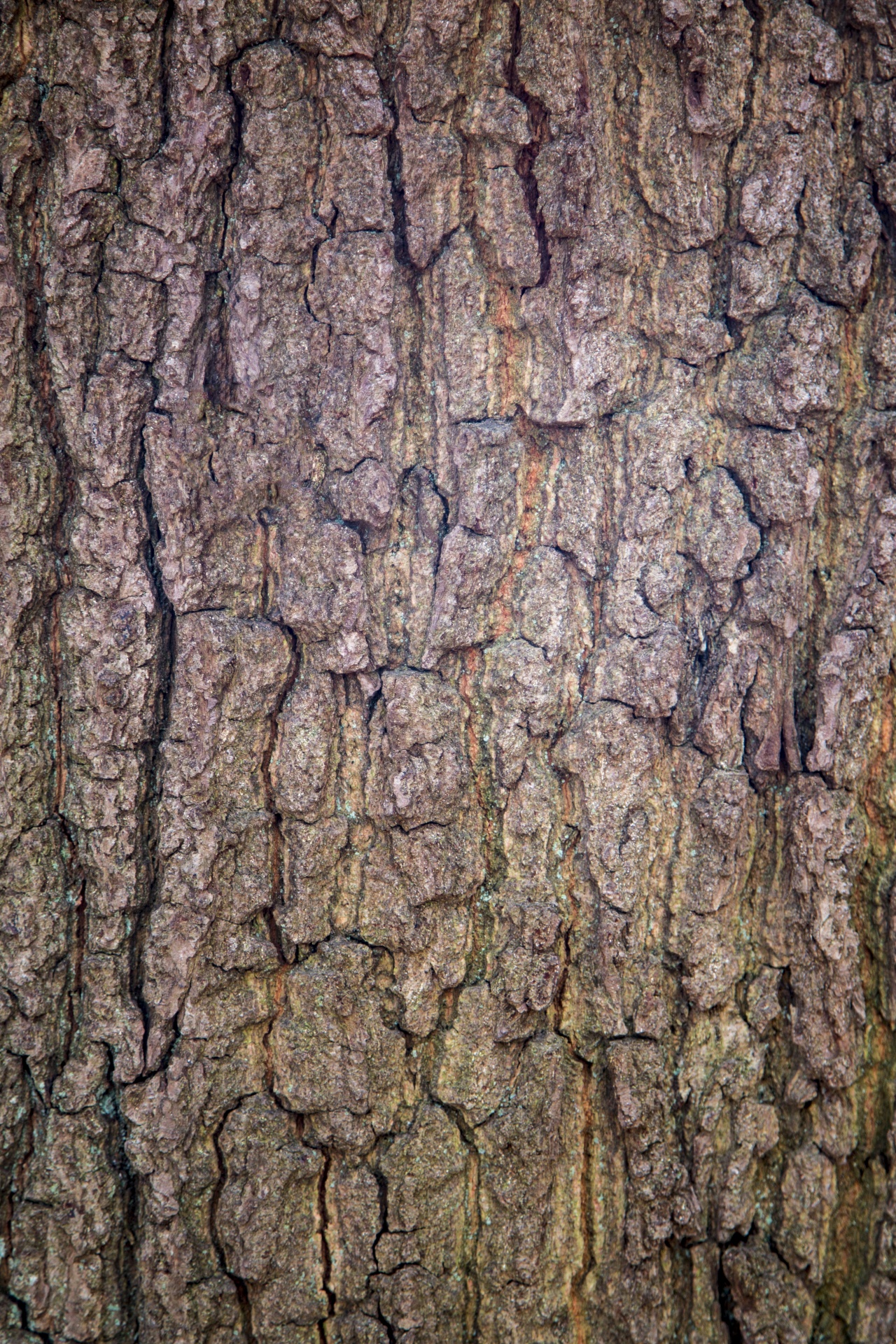 plant bark textured textured effect free photo