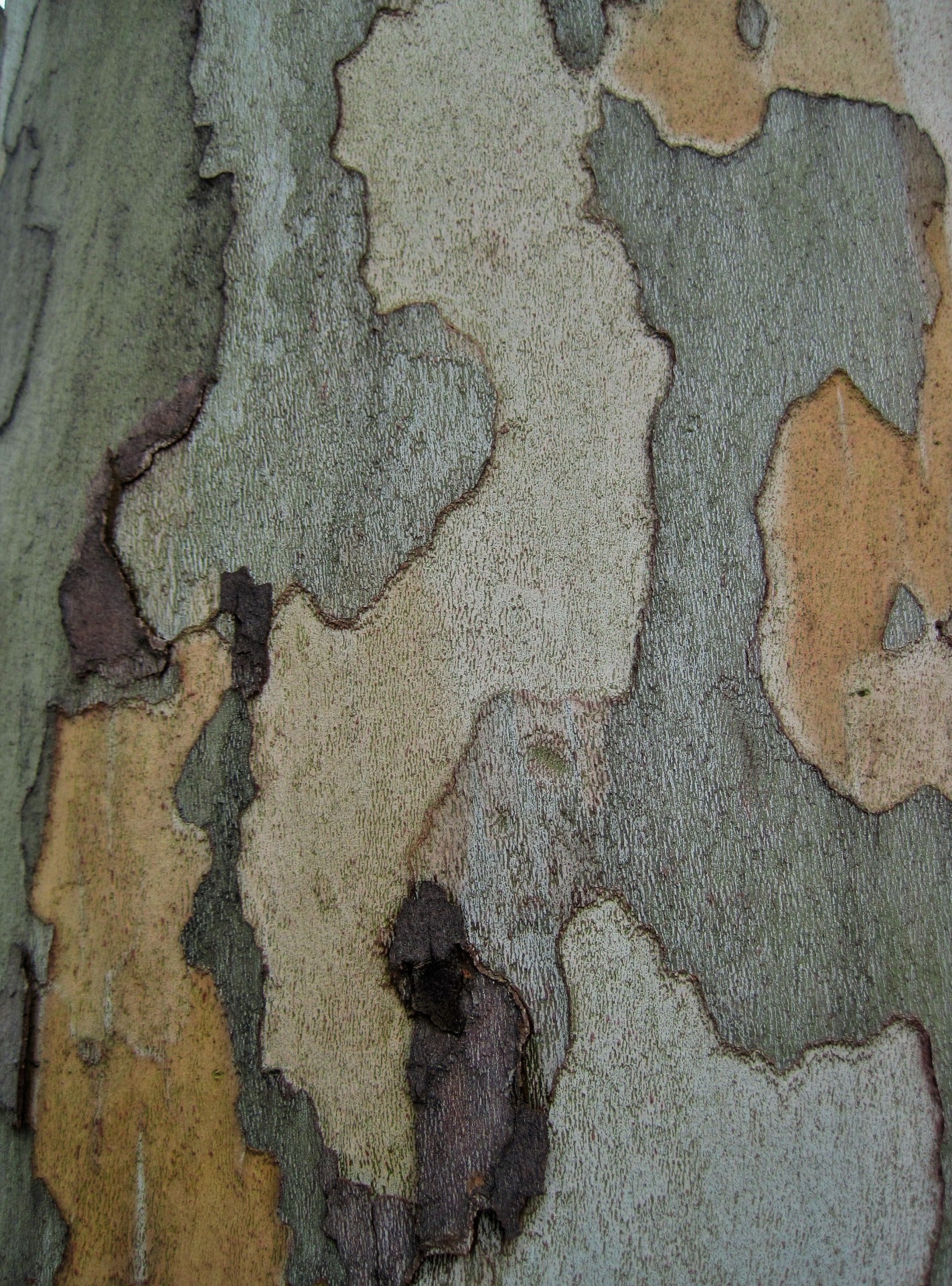 bark smooth patches free photo