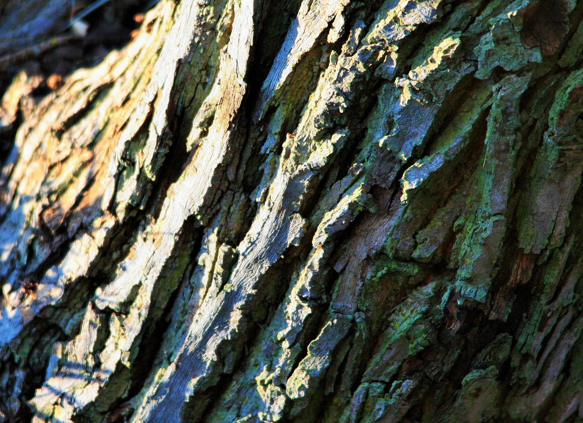 tree trunk bark free photo